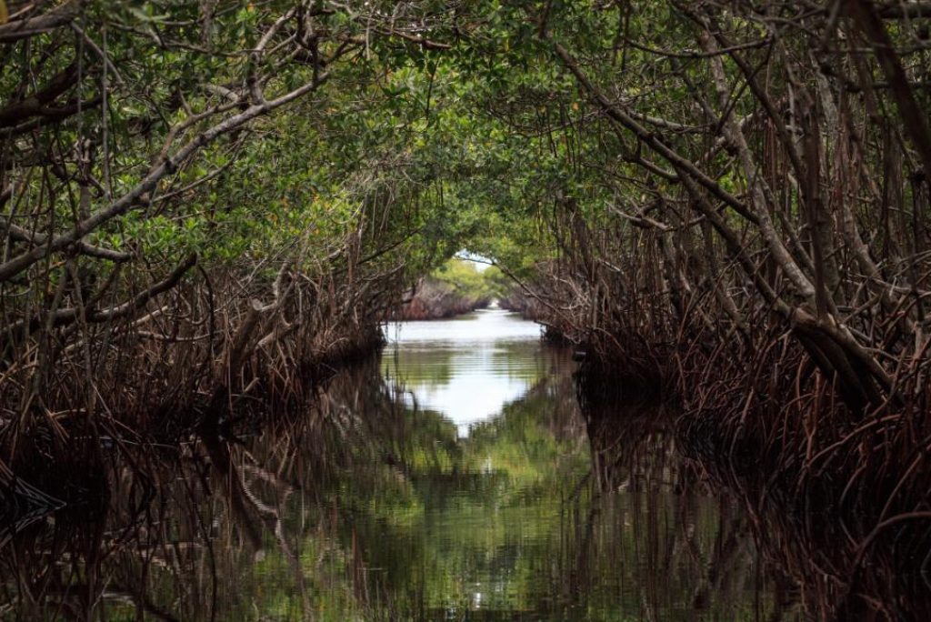 Mangroves of Everglades: The architects of nature