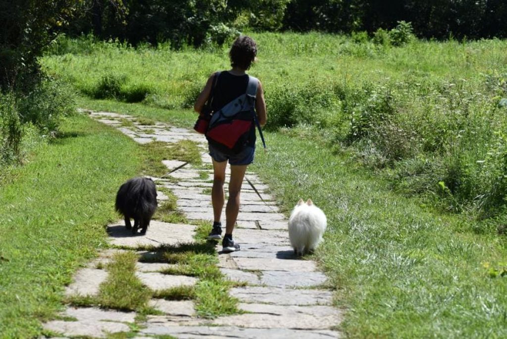 Can I Bring My Dog to Valley Forge?