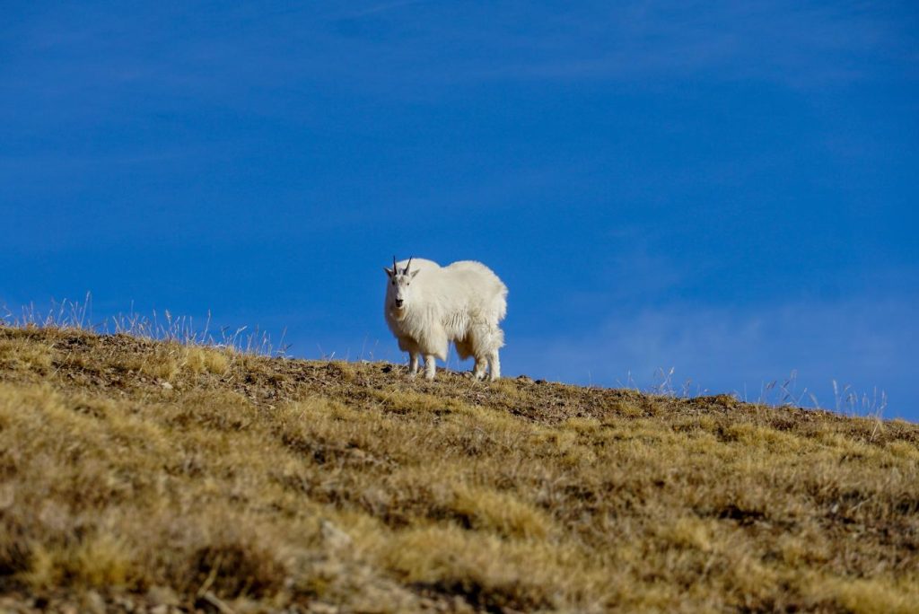 Are There Wild Animals in the La Sal Mountains?