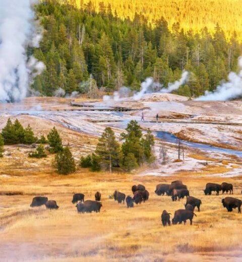Which national park is better Yellowstone or Grand Teton?