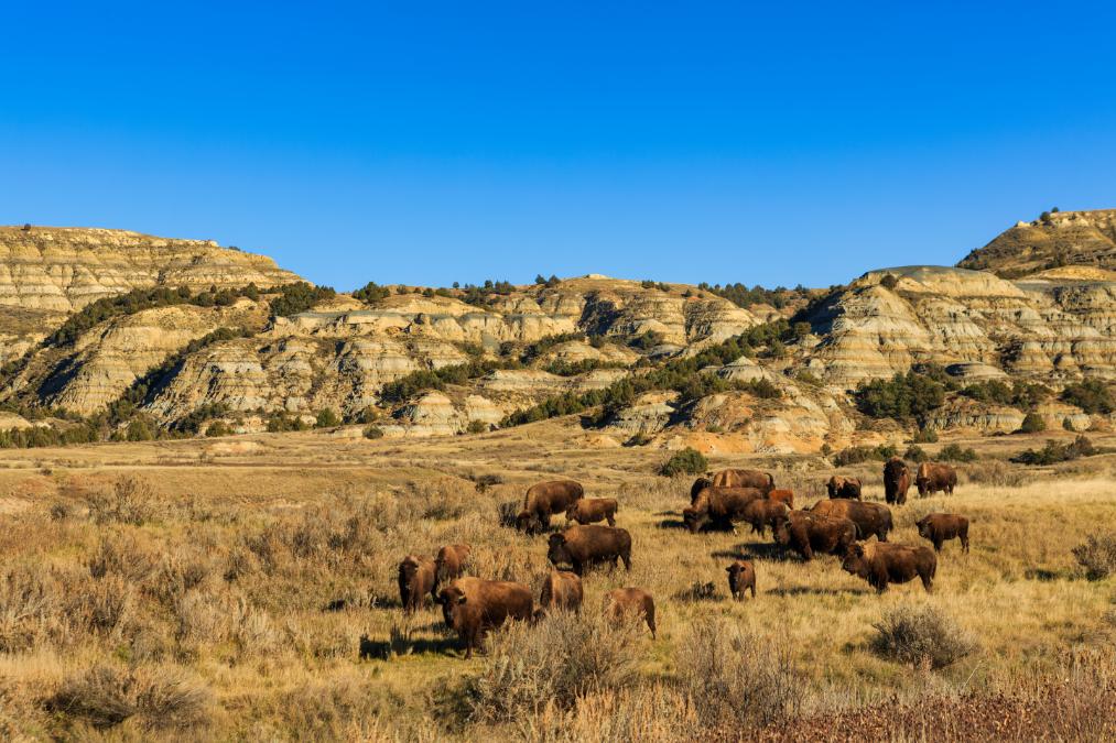 Theodore Roosevelt National Park: A Wild West Adventure