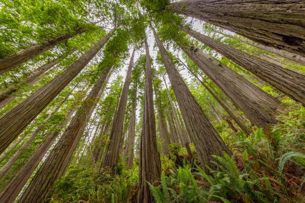 Why is Redwood National Park famous?
