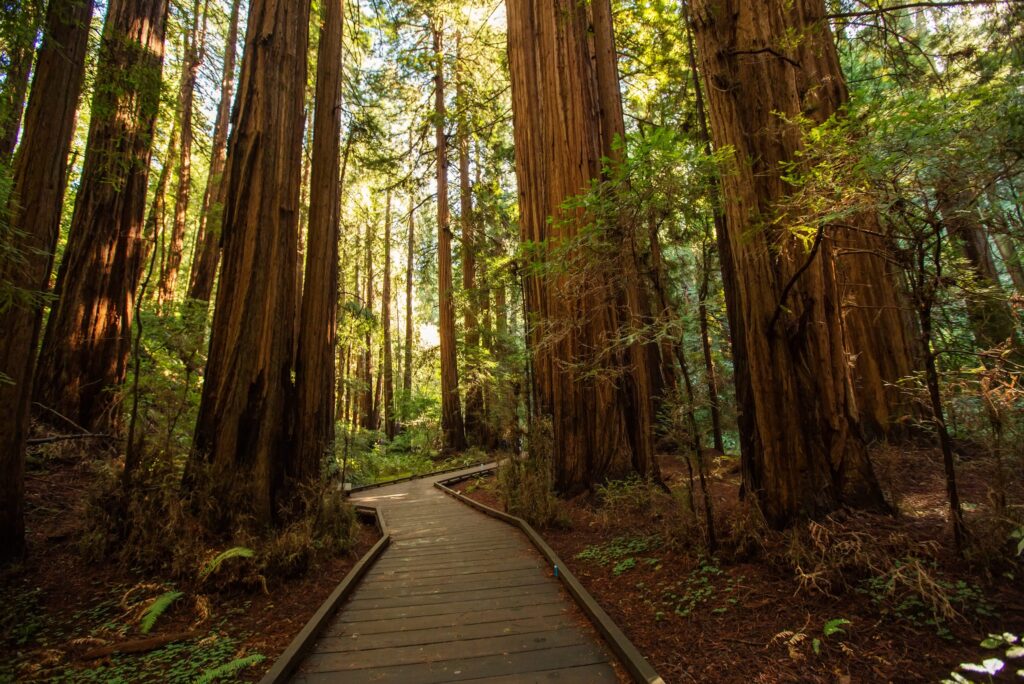 Is it worth going to Muir Woods?
