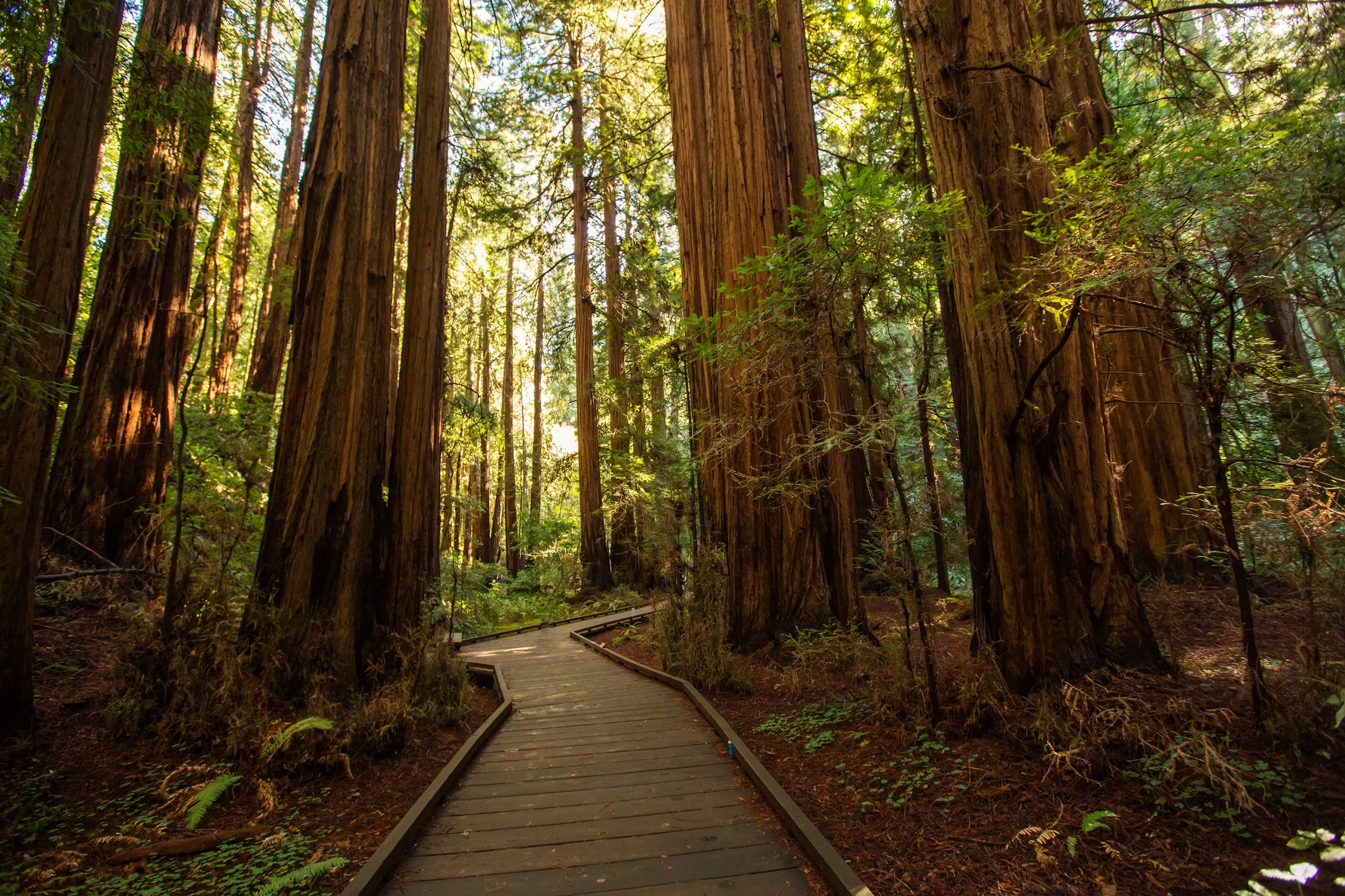 Is it worth going to Muir Woods?