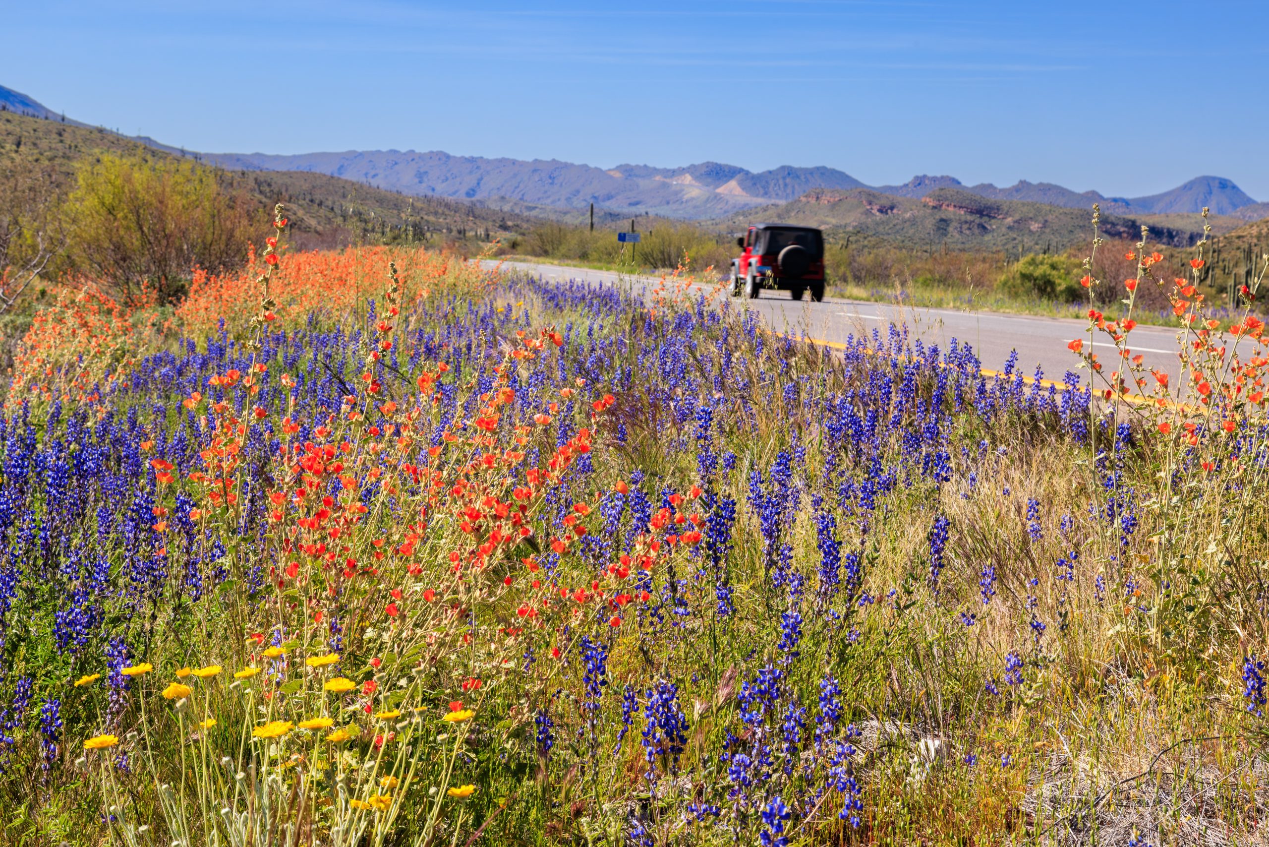 From Desert Blooms to Coastal Views: The Best Spring Driving Tours